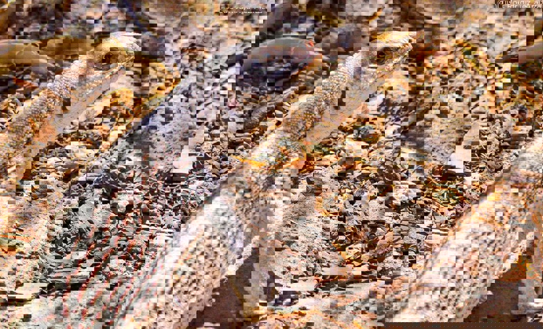 LAS ARENITAS, HUMEDAL ARTIFICIAL QUE IMPULSA LA CONSERVACIÓN AMBIENTAL EN MEXICALI